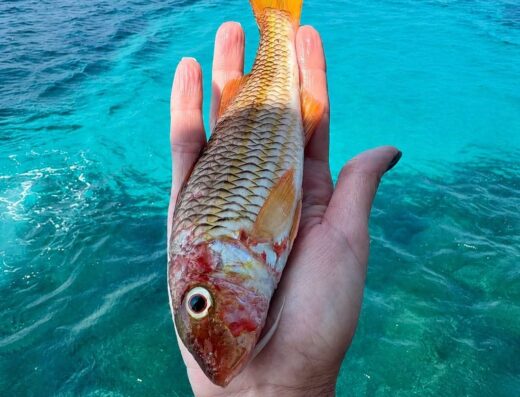 Pescaturismo Mazara – Pesca, mare e pranzo a bordo